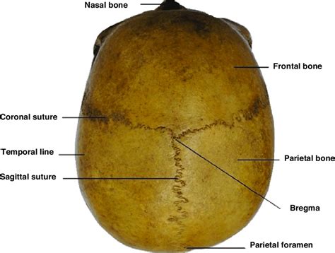 Superior Skull Anatomy