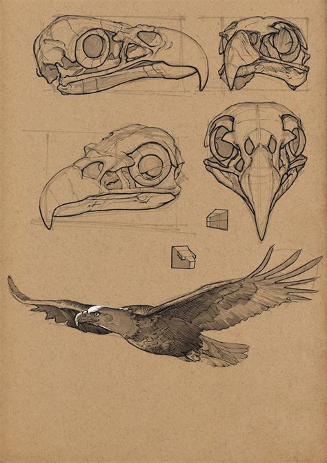 bald eagle  floris van der peet anatomia animal boceto de aves