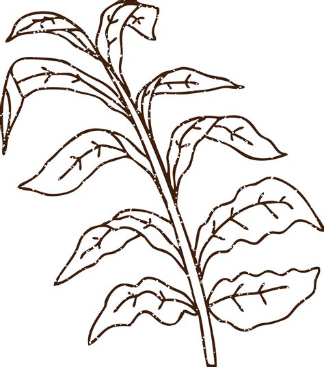 Corn Stalk Charcoal Drawing 12249247 Vector Art at Vecteezy