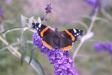 Schmetterling Admiral Sommer Kostenloses Foto Auf Pixabay Pixabay