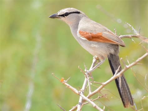 Bird Species In Uganda | Uganda Safaris Tours | Uganda Tours