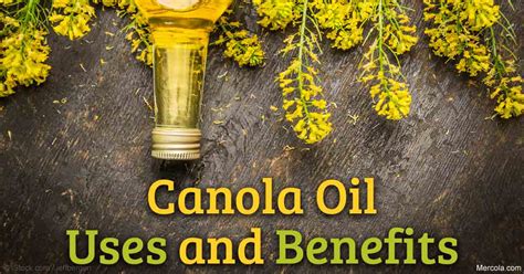 Herbal Oil Canola Oil Benefits And Uses