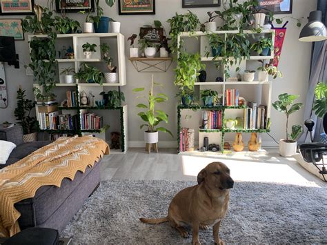 My dog doesn’t appreciate my plant collection : r/houseplants