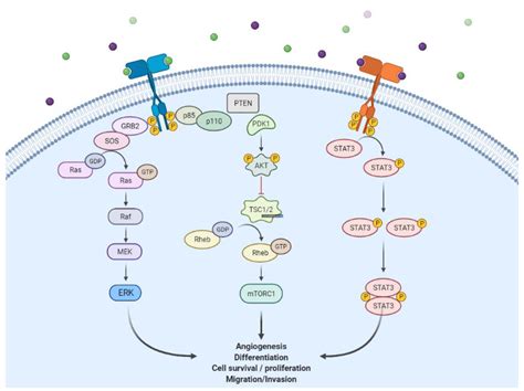 Tyrosine Phosphorylation