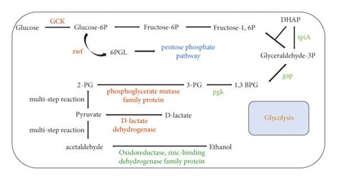 A Pathway Of Carbohydrate Metabolism Pathways Derived From The Kegg