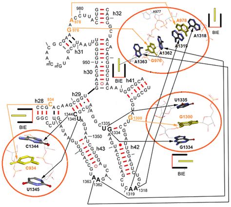 Location Of Four Bies In The Secondary Structure Of The Segment Of The