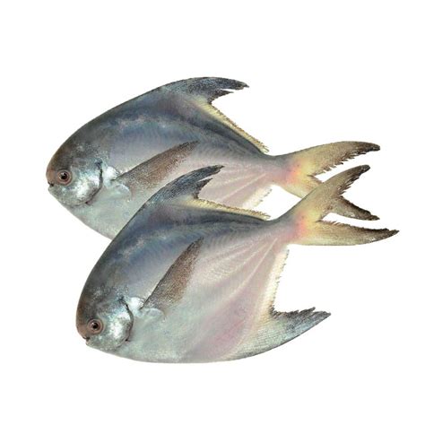 Meat & Fish :: Fish :: Rupchanda Fish 3-5pcs/kg