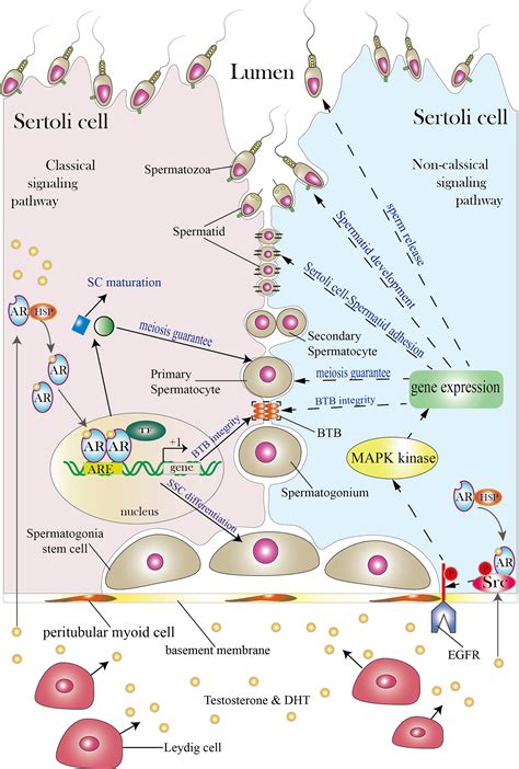 Frontiers What Does Androgen Receptor Signaling Pathway In Sertoli