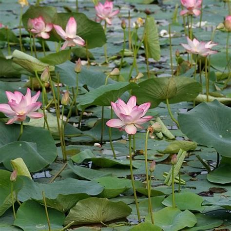 25 Best Plants for a Koi Pond that You Must Grow