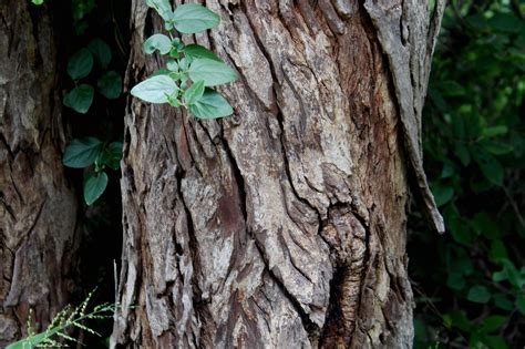 Ясень дерево кора (Много фото) - treepics.ru