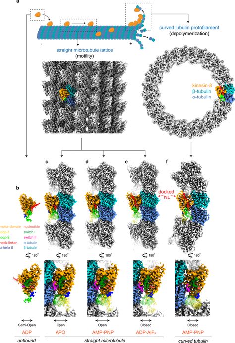 Structures of microtubule-unbound, microtubule-bound, and curved ...