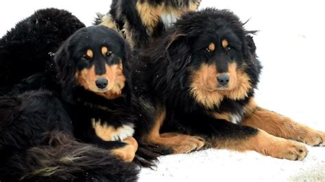 Mongolian Dog Breeds Nomadic Companions