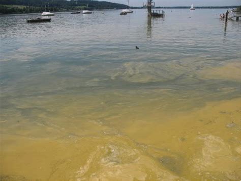 Giftige Blaualgen Am Greifensee Worauf Du Achten Musst