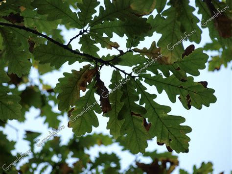 Дуб белый - Дуб - Лиственные деревья и кустарники - Декоративные ...