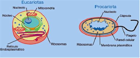 Biologia e Biodiversidade : Célula procarionte e eucarionte