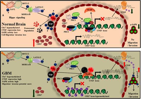 Mechanistic Model For Cbx7 Regulation Of Glioma Cell Migration A