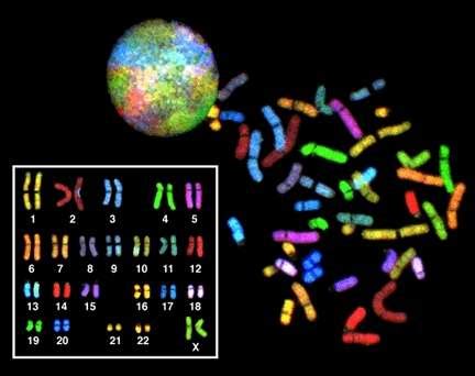 Définition | Caryotype