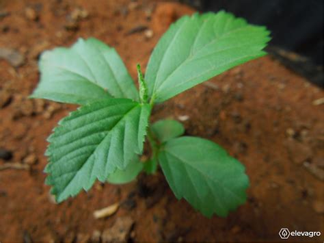 Principais Plantas Daninhas Em Forrageiras