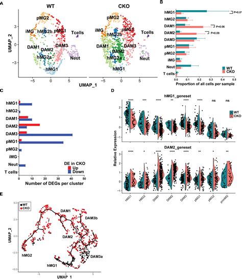 Frontiers P38 Map Kinase Signaling In Microglia Plays A Sex Specific Protective Role In Cns