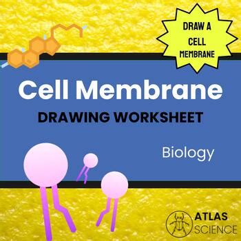 Cell Membrane Drawing ~ Activity by ATLAS Science | TPT