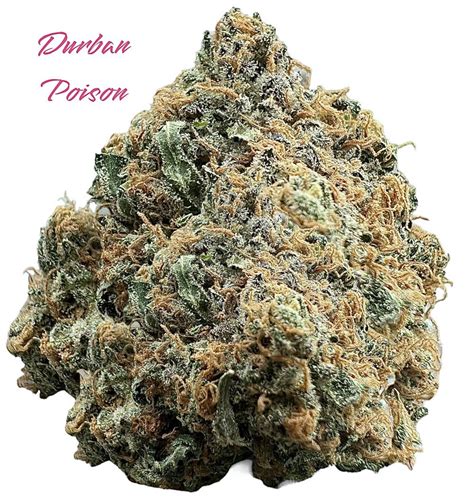 Durban Poison | naturalhighdelivery.com