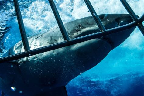 What is Great White Shark Cage Diving? - Shark Diving Unlimited