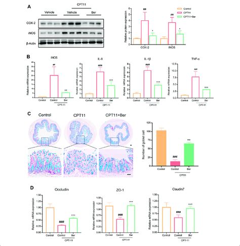 Berberine Inhibited The Expression Levels Of Pro Inflammatory