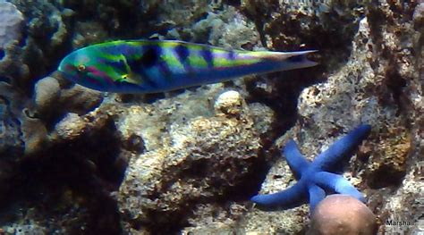 Parrot Fish and sea star | Dan and Char Marshall Explore
