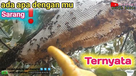 Menungging Nya Karena Ada Yang Tidak Tahan Apisdorsata Panen Sarang