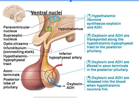 Scammell Posterior Pituitary Secretion Flashcards Quizlet