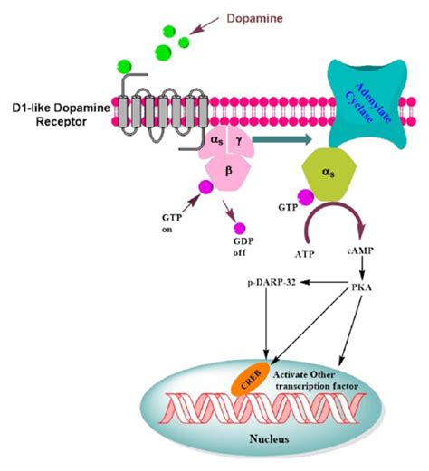 Physiological And Functional Basis Of Dopamine Receptors And Their Role