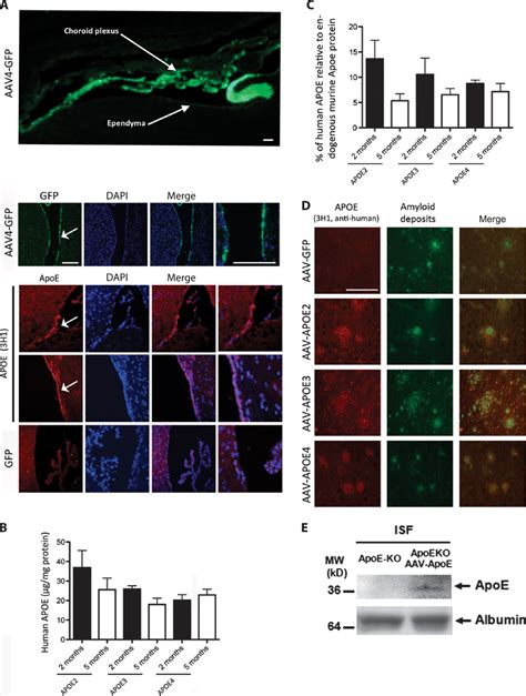 Gene Transfer Of Human Apoe Isoforms Results In Differential Modulation