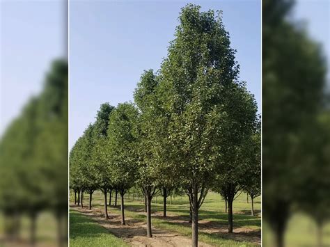 Chanticleer Pear Tree Facts Omaha | Arbor Hills Tree Nursery BlogArbor ...