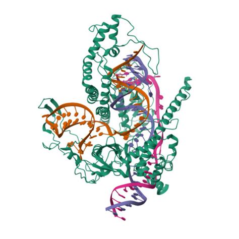 Rcsb Pdb Lyt Cryo Em Structure Of Casphi Cas J Bound To Crrna