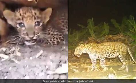 Watch How This Lost Leopard Cub Was Reunited With Mother In Maharashtra