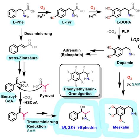 Alkaloide II VL9 Karteikarten Quizlet