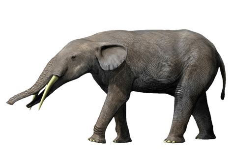 Gomphotherium Transparent By Zippyzoomy5 On Deviantart