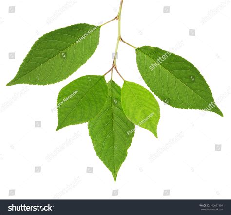 Cherry Tree Green Leaves Isolated On Stock Photo 120667564 | Shutterstock