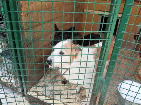 Cachorro Em Abrigo De Animais Cachorro Sem Teto Na Gaiola Foto Premium