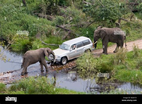 Safari through the jungle, Jeep with two elephants, South Africa ...