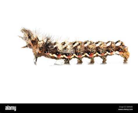 Yellow Tail Moth Euproctis Similis Caterpillar Sur Fond Blanc Photo Stock Alamy