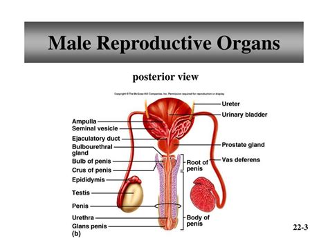 Ppt Chapter 22 Reproductive Systems Powerpoint Presentation Free Download Id4069259