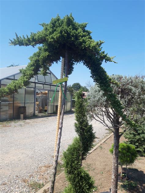 Juniperus Horizontalis Wiltonii” Polegla Kleka Wiltonii” Gajena ”na