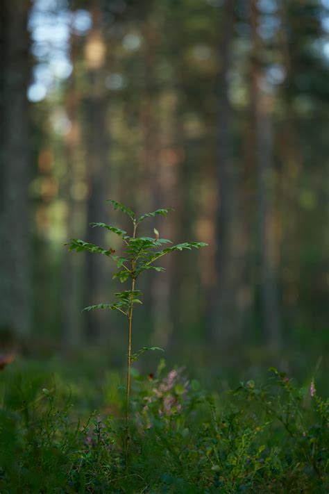 Small Plant in Forest · Free Stock Photo