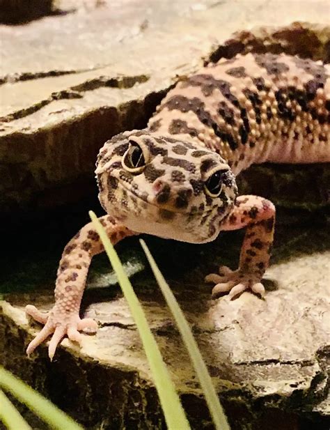 Leopard Gecko Smiling Pics Facts Why Reptile Maniac