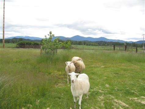 O'Brien's Family Farm: St. Croix Sheep