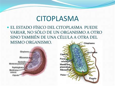 Citoplasma