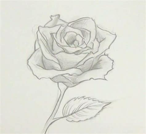 Dibujos De Rosas Para Colorear Vsun