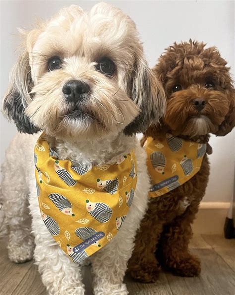 How Long Do Shih Tzus Poodles Live