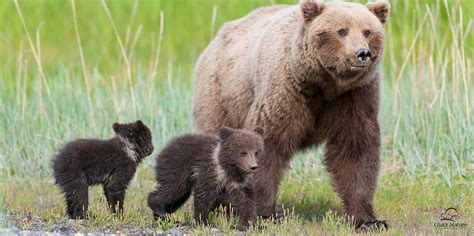 female kodiak bear runs the gauntlet | The World of Animals